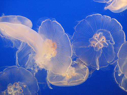 vancouver-aquarium-jellyfish